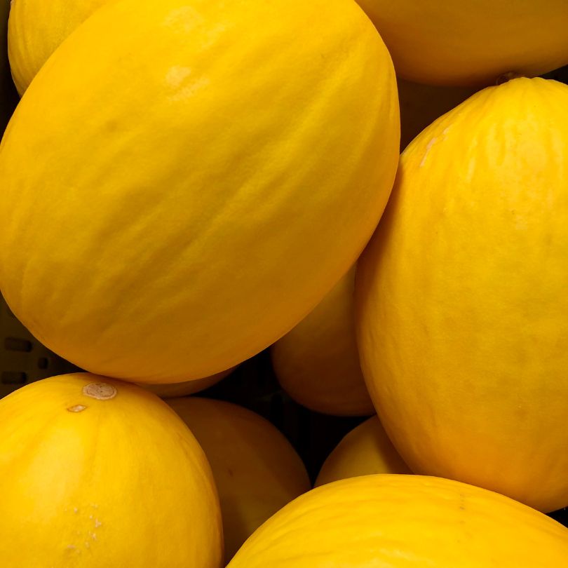 Melone Giallo