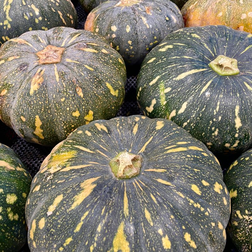 Zucca Mantovana