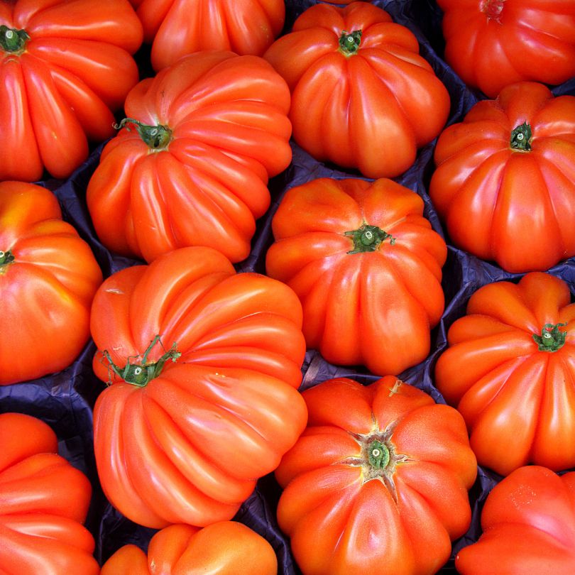 Pomodori Cuore di Bue