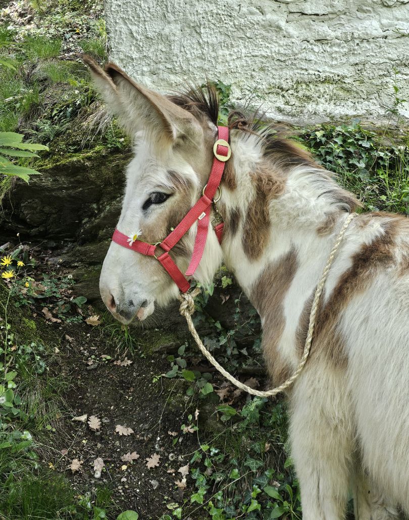 Case vacanza in Val Susa